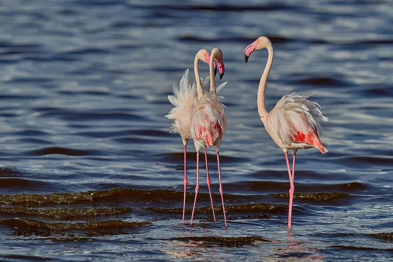 14 Days Tanzania Safari - Great Migration Ndutu Special - Tanzania safari